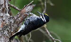 Image shows a Black-backed Woodpecker perching upside-down on a broken tree branch. Photo © Skye Haas.