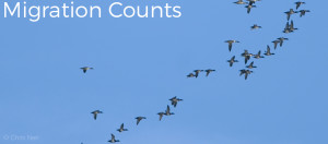 Image shows a far away photo of migrating Mergansers and Scaup ducks across a clear blue sky at the Whitefish Point Bird Observatory. Image has the text "Migration Counts" in white letters in the top left hand corner. Photo copyright Chris Neri.
