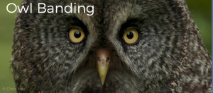 Image shows a closeup of a Great Grey Owl looking directly at the camera. Image has the text "Owl Banding" in white letters. Photo is copyright Skye Haas.