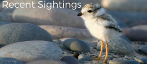 Image shows a Piping Plover chick standing on a pebble strewn beach. Image has the words "Recent Sightings" in white text.