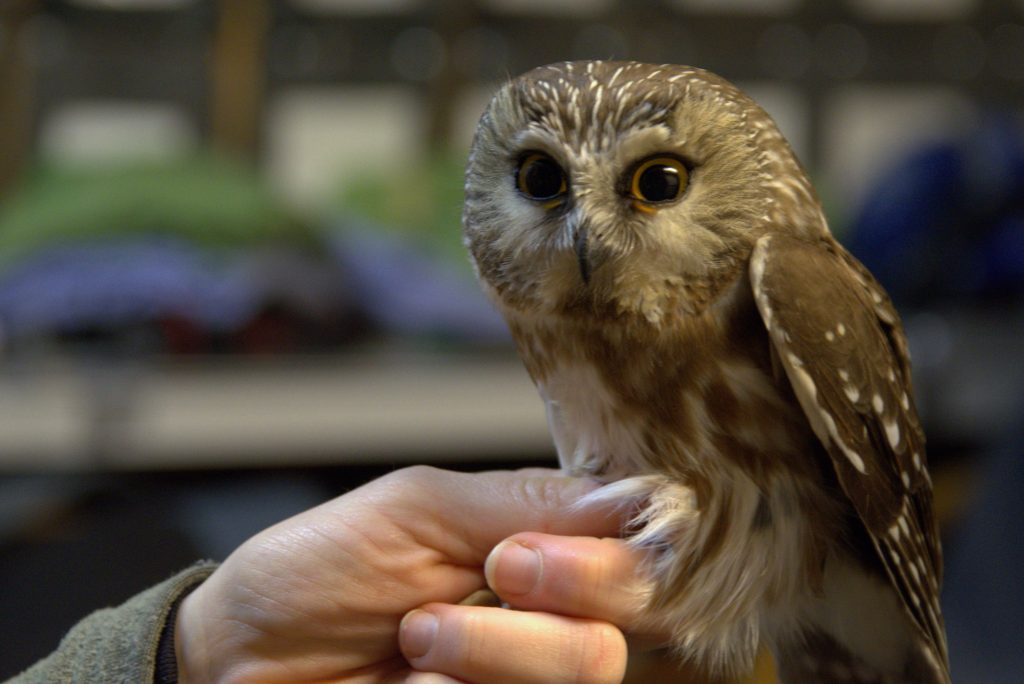 Support – Whitefish Point Bird Observatory