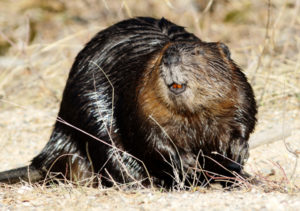 Beaver by Ted Keyel