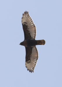 Rufous Red-tailed Hawk