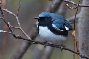 Black-throated Blue Warbler by Zak Pohlen