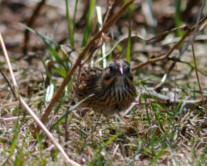 Lincoln's Sparrow by Skye Haas