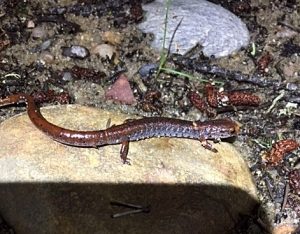 4 toed-salamander
