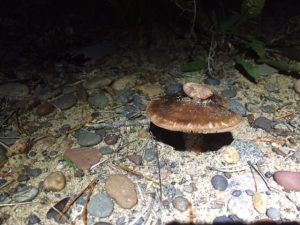 Mushroom wearing a cap