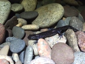 More blue spotted salamanders
