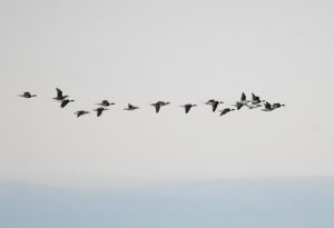 Long-tailed Ducks migrating past the point.