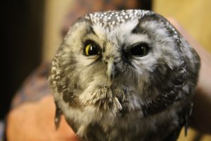 Boreal Owl giving us the stink eye