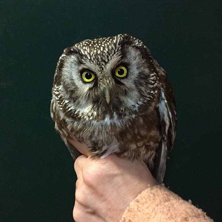 A Slow and Frigid Start to Spring Owl Banding - Whitefish Point