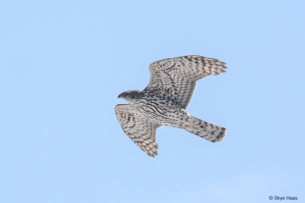 Nothern Goshawk Skye Haas 031918 Northern Goshawk