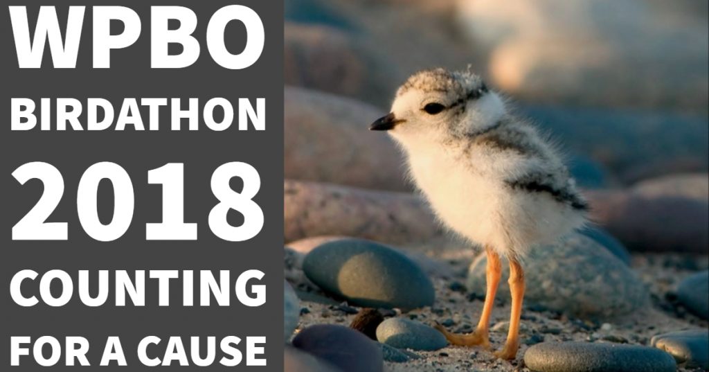 Birdathon 2018 Post 2
