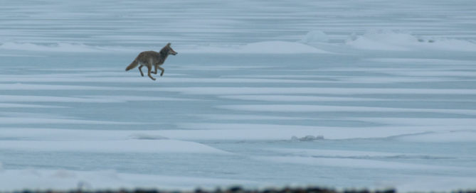 Coyote on the Ice