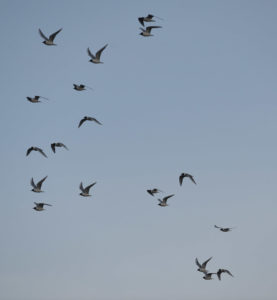 Bonaparte's Gulls on the evening flight. Alison Vilag photo.
