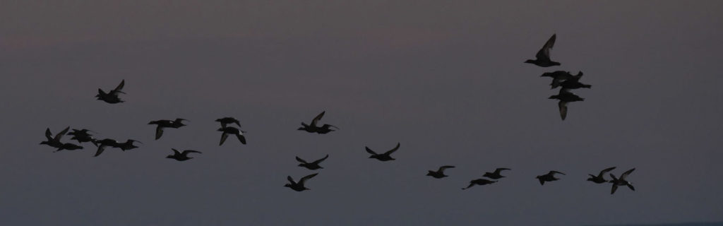 White-winged Scoters on night flight. Alison Vilag photo.