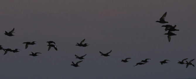 White-winged Scoters on night flight. Alison Vilag photo.
