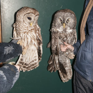 A Barred Owl (left) and the Great Gray Owl (right), but you knew that.