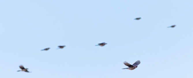 A migratory flock of Blue Jays flies past the Hawk Deck.