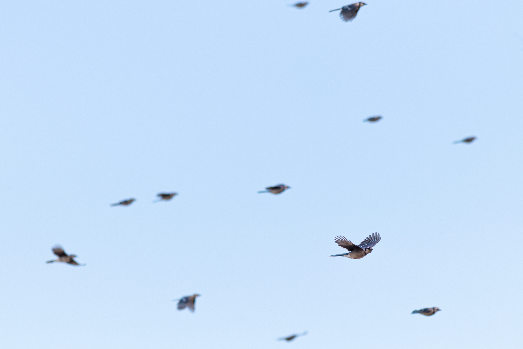 Blue Jay in Flight