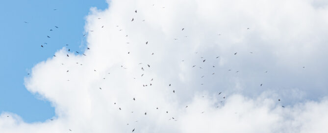 A kettle of hawks in front of a huge cumulus cloud illustrates how hawks migrate