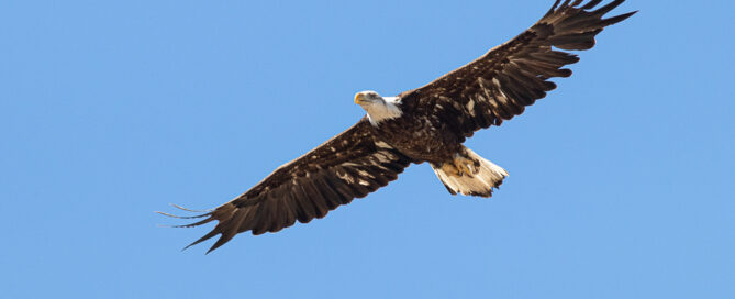 A Bald Eagle soars overhead