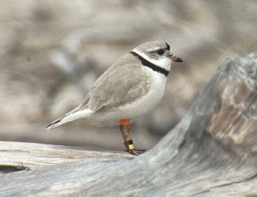 Piping Plover Update 6/11/23