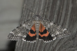 A ONce-married Underwing flashes its brilliant hindwings.