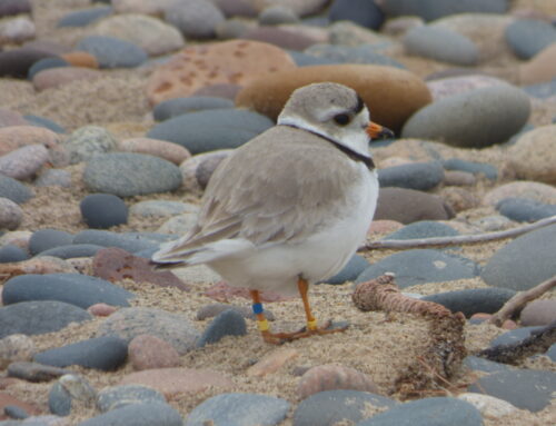 Piping Plover Update 5/22/23