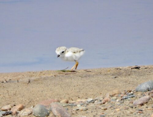 Piping Plover Update 7/2/23