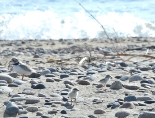 Piping Plover Update 7/13/23