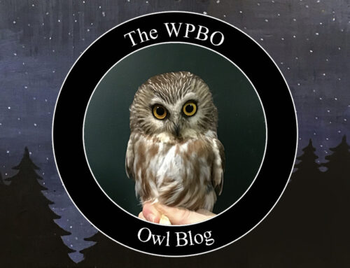 Owl Update 03/20/2024