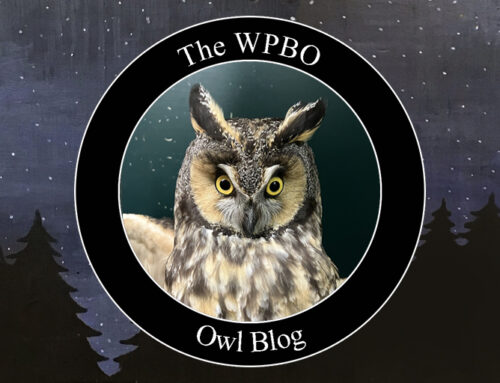 Owl Update 03/27/2024