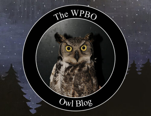 Owl Update 4/10/2024