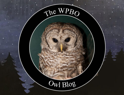 Owl Update 04/17/2024