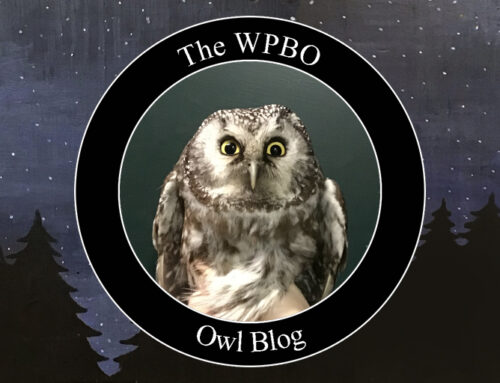 Owl Update 4/3/2024