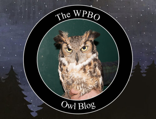 Owl Update 5/1/2024