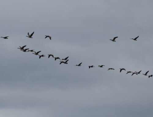 Waterbird Count Week 6 Update (5/16-5/22)