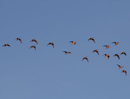 Waterbird Count Week 7 Update (5/23-5/29)