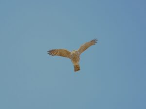 Immature Sharp-shinned Hawk flying over Whitefish Point, MI.