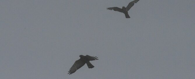 Broad-winged Hawks flying over the observation deck in heavy fog appear almost colorless, as in black-and-white photos. Photo by Michael Patrikeev