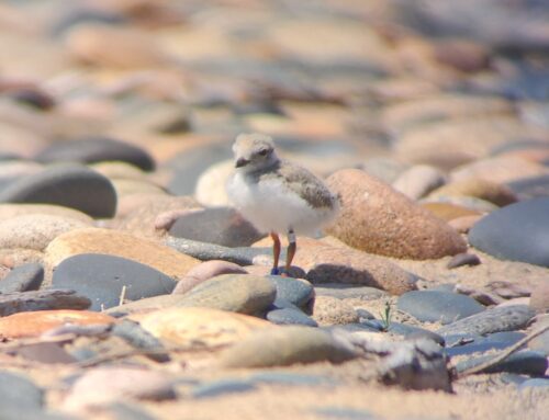 Piping Plover Week 9 Update