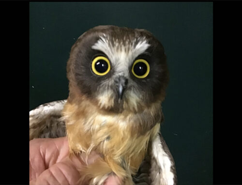 Owl Update 7/10/2024