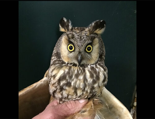 Owl Update 7/24/2024