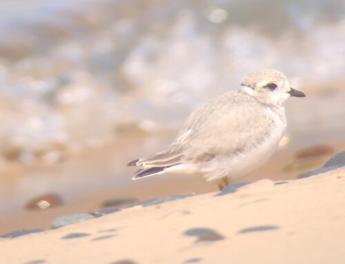 Piping Plover Week 12 Update