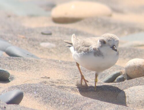 Piping Plover Week 13 Update