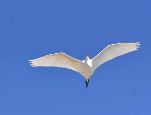 Fall Waterbird Count Update – Week 10 (10/17-10/23)