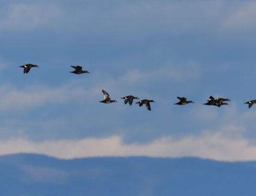 Fall Waterbird Count Update – Week 11 (10/24-10/30)