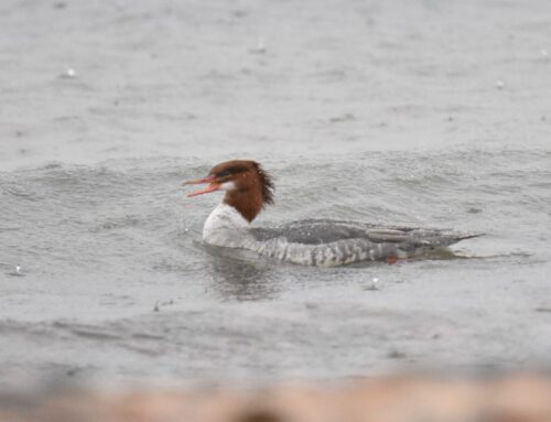 Fall Waterbird Count Update – Week 12 (10/31-11/6)