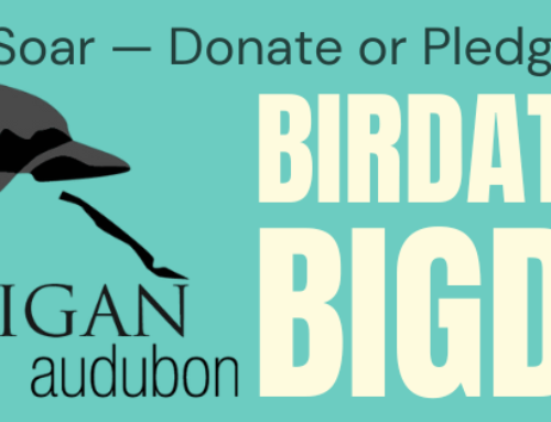 2025 Birdathon Big Day – Help Us Reach New Heights for Bird Conservation!